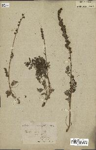 spécimen de Artemisia tanacetifolia