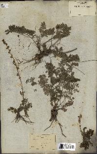 spécimen de Artemisia tanacetifolia