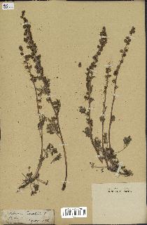 spécimen de Artemisia tanacetifolia