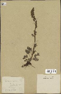 spécimen de Artemisia tanacetifolia