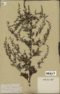 spécimen de Artemisia tanacetifolia