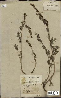 spécimen de Artemisia tanacetifolia