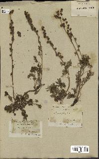 spécimen de Artemisia tanacetifolia