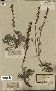 spécimen de Artemisia tanacetifolia