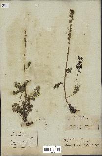 spécimen de Artemisia tanacetifolia