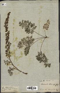 spécimen de Artemisia tanacetifolia