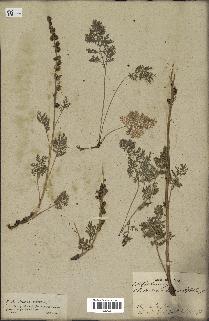 spécimen de Artemisia tanacetifolia