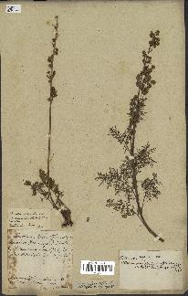 spécimen de Artemisia tanacetifolia