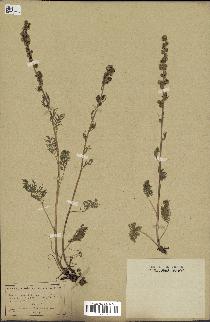 spécimen de Artemisia tanacetifolia