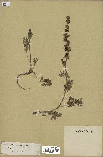 spécimen de Artemisia tanacetifolia