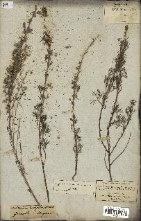 spécimen de Artemisia camphorata