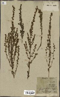 spécimen de Artemisia rupestris