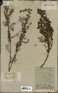 spécimen de Artemisia rupestris