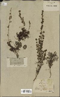 spécimen de Artemisia rupestris