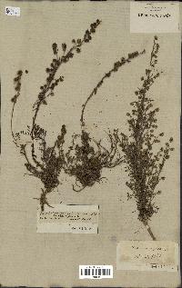 spécimen de Artemisia rupestris