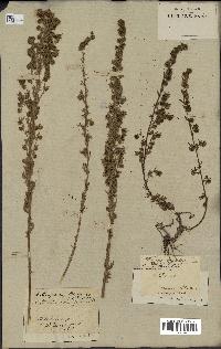 spécimen de Artemisia rupestris