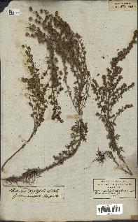 spécimen de Artemisia rupestris