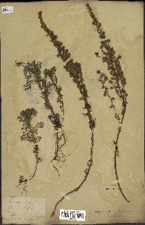 spécimen de Artemisia rupestris