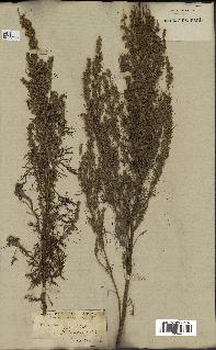 spécimen de Artemisia procera