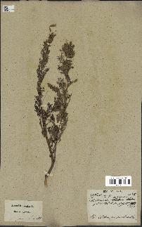 spécimen de Artemisia procera