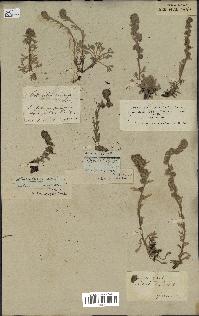 spécimen de Artemisia spicata