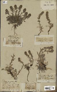 spécimen de Artemisia spicata