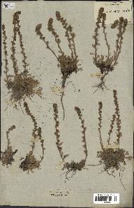 spécimen de Artemisia spicata