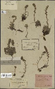 spécimen de Artemisia spicata