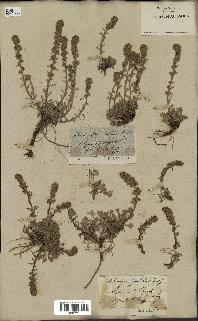 spécimen de Artemisia spicata