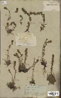 spécimen de Artemisia spicata