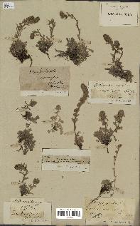 spécimen de Artemisia spicata