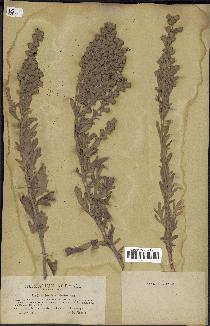 spécimen de Artemisia stelleriana