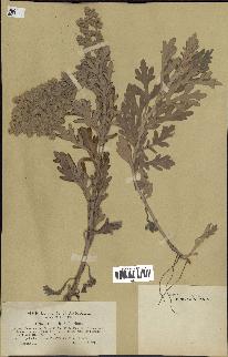 spécimen de Artemisia stelleriana