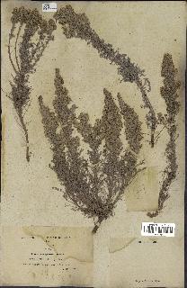 spécimen de Artemisia santonicum