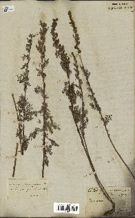 spécimen de Artemisia chamaemelifolia