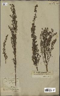 spécimen de Artemisia camphorata