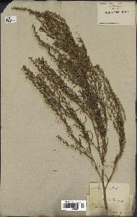 spécimen de Artemisia campestris