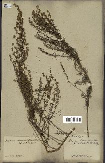 spécimen de Artemisia chamaemelifolia