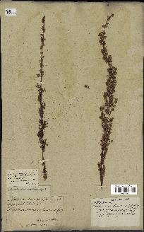 spécimen de Artemisia chamaemelifolia