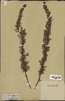 spécimen de Artemisia chamaemelifolia