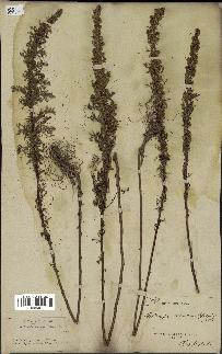 spécimen de Artemisia chamaemelifolia