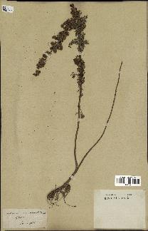 spécimen de Artemisia chamaemelifolia