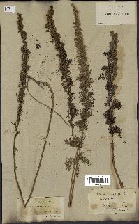 spécimen de Artemisia chamaemelifolia