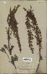 spécimen de Artemisia chamaemelifolia