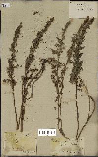 spécimen de Artemisia chamaemelifolia