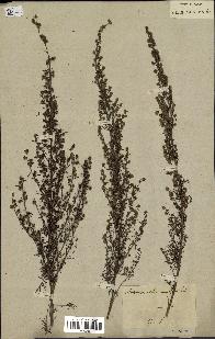 spécimen de Artemisia chamaemelifolia