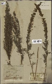 spécimen de Artemisia chamaemelifolia