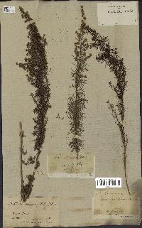 spécimen de Artemisia chamaemelifolia