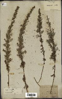 spécimen de Artemisia chamaemelifolia