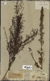 spécimen de Artemisia chamaemelifolia